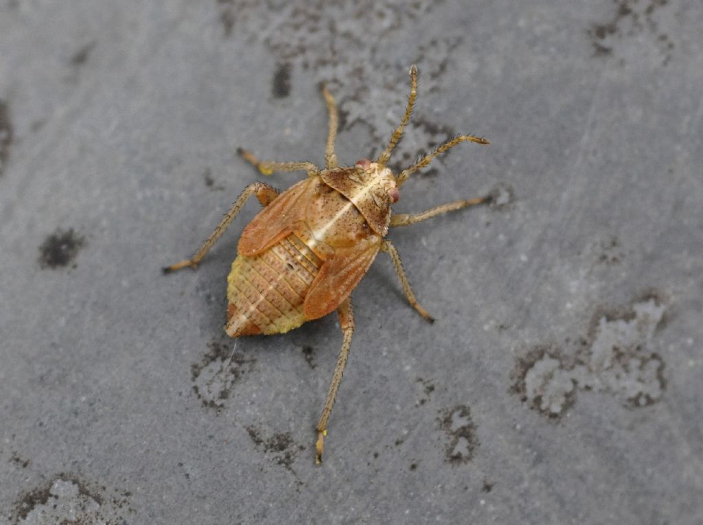 ninfe di Rhopalidae?  No, di Miridae: Harpocera thoracica